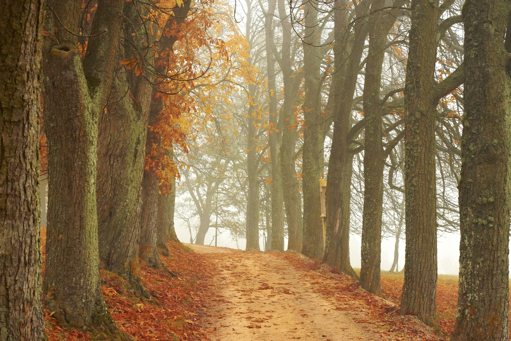 An Autumn Path